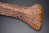 Hadrosaur (Edmontosaurus) Radius Bone - Wyoming #264885-2